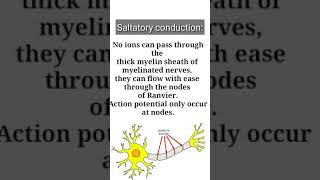 Saltatory conduction  What is saltatory conduction  Basic concept building Shorts [upl. by Nady771]