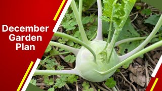 December Gardening in Florida Top 20 Vegetables to Plant NOW [upl. by Hope]