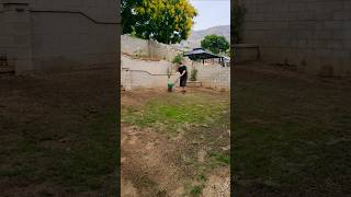 How To Overseed Your Lawn fall mowinggrass grassseed grass lawnseed reseeding bentgrass [upl. by Anirba]