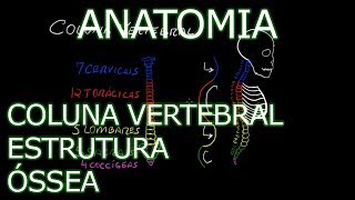 Aula Anatomia  Coluna Vertebral  Estrutura Óssea  Anatomia Humana Osteomuscular [upl. by Hainahpez]