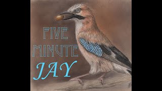 FAST FORWARD Jay Natural History Coloured Pencil Drawing with Linda Hampson [upl. by Tilly]