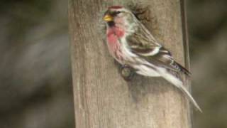 Common Redpoll [upl. by Freddy]