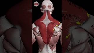 The trapezius muscle anatomy strengthtraining [upl. by Barbour]