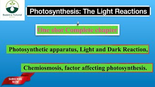 Photosynthesis in higher Plants  Complete in one shot  Neet 2025 [upl. by Yanad61]