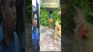 How to Feed Chickens Using a Gallon of Aqua Filled with Chicken Feed❗reactionreactionvideo [upl. by Savart]