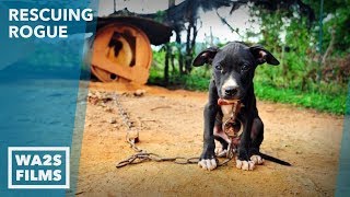 Dog Starving amp Chained to Abandoned Home Rescued by Detroit Pit Crew  Howl amp Hope For Dodo Dogs [upl. by Fedora]