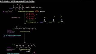 Fatty Acid Breakdown Beta β Oxidation of Unsaturated Fatty Acids free sample [upl. by Ace]