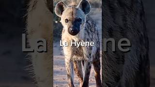 La Hyène short animaux hyena [upl. by Ordisy]