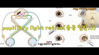 pupillary light reflex대광반사 동공 빛반사 직접direct간접indirect 빛반사 [upl. by Sinnaiy]