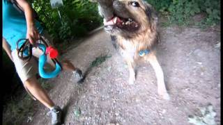 Hiking with the dog  Belt line Trail  GoPro Pup [upl. by Spooner]