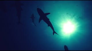 Shark Island  Shark Footage Montage [upl. by Aihsekram]