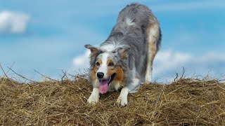 Border Collie Agility Competitions Showcasing the Amazing Skills of [upl. by Licko716]