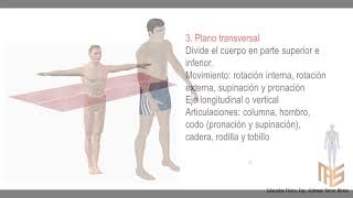 MAS resumen PLANOS anatómicos [upl. by Schroth861]