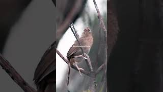 Hwamey melodious laughing thrush singing songshortsviral birdsinging [upl. by Ydnas]