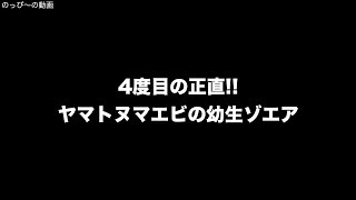 4度目の正直 ヤマトヌマエビの幼生ゾエア [upl. by Ahsinoj]