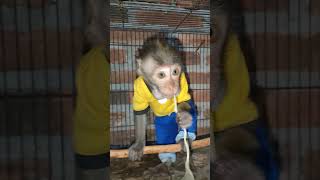 MONKEY MOLY MAKAN MIE INSTAN INDOMIE REBUS shorts monkey monkeys monyet monyetlucu monkeymoly [upl. by Arihsan]