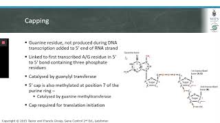 mRNA Processing [upl. by Nairbal]