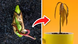 5 TRUCOS Para GERMINAR MANGOS Super RÁPIDO 🥭 [upl. by Otrebilif422]