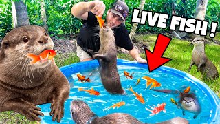 FEEDING OTTERS LIVE FISH IN KIDDIE POOL  WHAT HAPPENS [upl. by Clauddetta98]