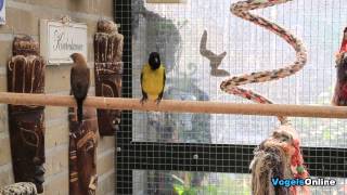 Black headed siskin sings  Zwartkopsijs zingt VogelsOnline [upl. by Aekal421]