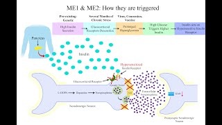 MECFSLongCOVID Hypothesis Three Subtypes of Noradrenergic Neuron Dysfunction [upl. by Federica574]