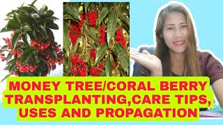 TRANSPLANTING CORAL BERRYARDISIA CRENATACHRISTMAS BERRYRED CHERRY CARE TIPS USES amp PROPAGATION [upl. by Goldshlag]