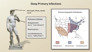 An Overview of Fungal Infections Fungal Infections  Lesson 2 [upl. by Willamina483]