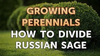 How to Divide Russian Sage [upl. by Aratahc]