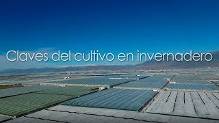 Claves del cultivo en invernadero [upl. by Gravante]