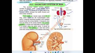 Excretory System of Man 12th biology biology excretion kidney ureter bladder urethra bio [upl. by Alburg]