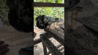 Gaditano pouter pigeon song baby pigeon dove birds kabutar merpati kabootar [upl. by Marcoux]