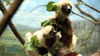 Baby Sifaka Lemur at the Wildlife Conservation Society Bronx Zoo [upl. by Temirf]