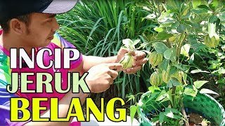 INCIP INCIP BUAH JERUK SUNKIST VARIGATA si belang [upl. by Godfrey292]