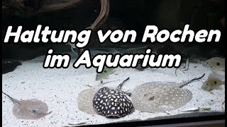 Haltung von Rochen im Aquarium Potamotrygon [upl. by Hauhsoj85]