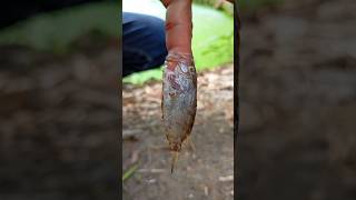 Amazing fish camping survival outdoors skills survivalbogura [upl. by Ytsenoh]