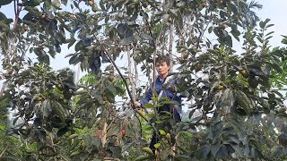 Harvesting persimmons to bring home and soak  mountain life [upl. by Eltsyrhc271]