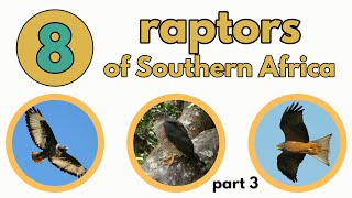 8 RAPTORS OF SOUTHERN AFRICA  part 3 [upl. by Airdnola]