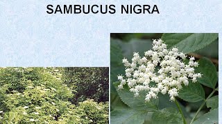 SAMBUCUS NIGRA  ΑΝΤΙΜΕΤΩΠΙΣΗ ΟΞΕΩΝ ΚΑΤΑΣΤΑΣΕΩΝ ΜΕ ΟΜΟΙΟΠΑΘΗΤΙΚΗ [upl. by Anais]