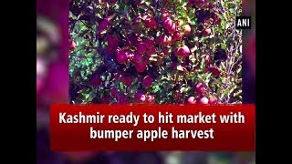 Kashmir ready to hit market with bumper apple harvest  Jammu Kashmir News [upl. by Onaicnop214]