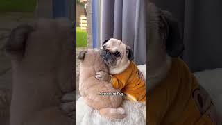 A Song Dedicated to Pugs 🐶✨ dog shorts pug Song by Pug Donut [upl. by Nonnerb]