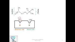 Metabolism of Acetylcholine Mechanism of action of Cholinesterase explained in 4 minutes [upl. by Nod]