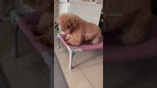 Godain una 🤣🤣 poodle dog cutedogs DogLover [upl. by Ssac678]