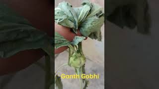 Ganth Gobhi  Ganth gobhi ki sabji  new hybrid vegetable how to farming hybrid vegetable Gobhi [upl. by Au]