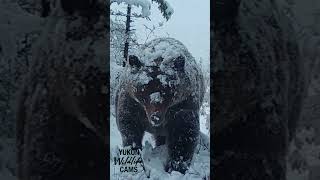 Yukon wildlife Grizzly in an early winter snowfall [upl. by Marijo]