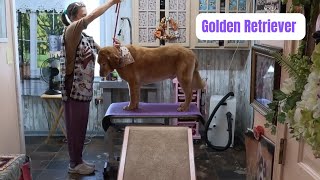 Professional dog grooming Golden Retriever haircut bath [upl. by Coffin]