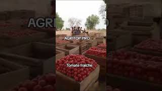 Tomates fraîches  AGRITOP PRO  wwwagritoppro [upl. by Abdella]