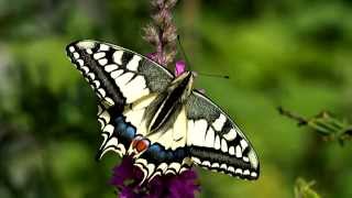 Koninginnepage van eitje tot vlinder Papilio machaon [upl. by Cimah]