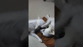 doglover poomer tamilmusic funny poomarikunerndhakodumai tamilsong pets poomaram tamilmus [upl. by Hardman]