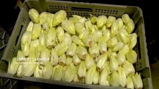 Comment ça marche la culture de l’endive [upl. by Rednas908]