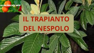 Trapianto del Nespolo Come propagare il nespolo giapponese [upl. by Victorine]